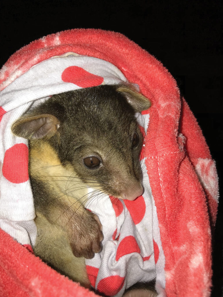 Caring For A Possum