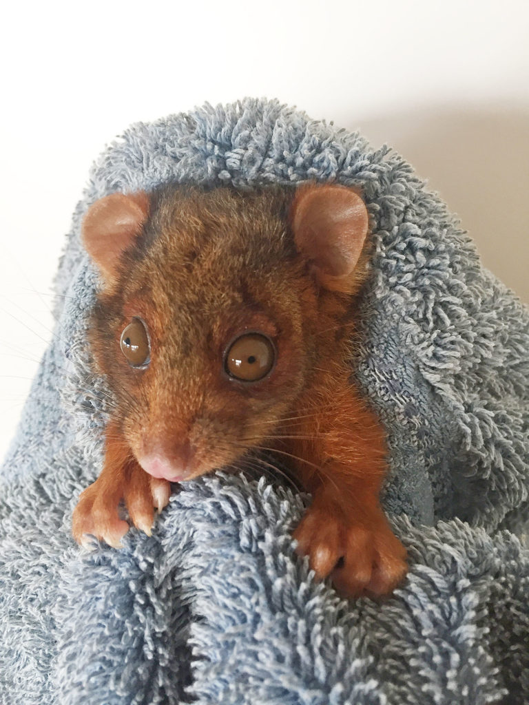 Ringtail Possum