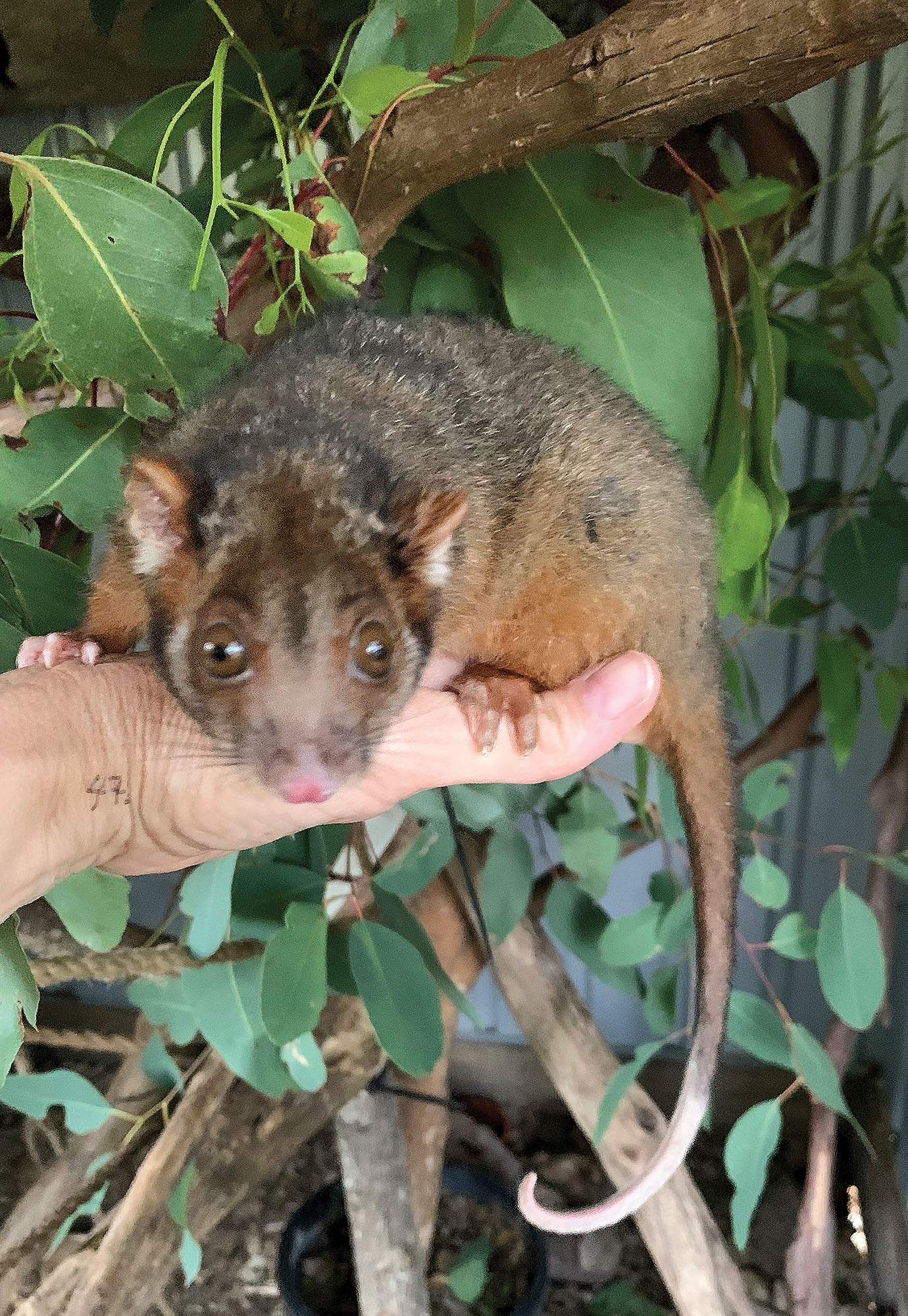 Our Local Possums Who Are They? Part 1 Tamborine Bulletin