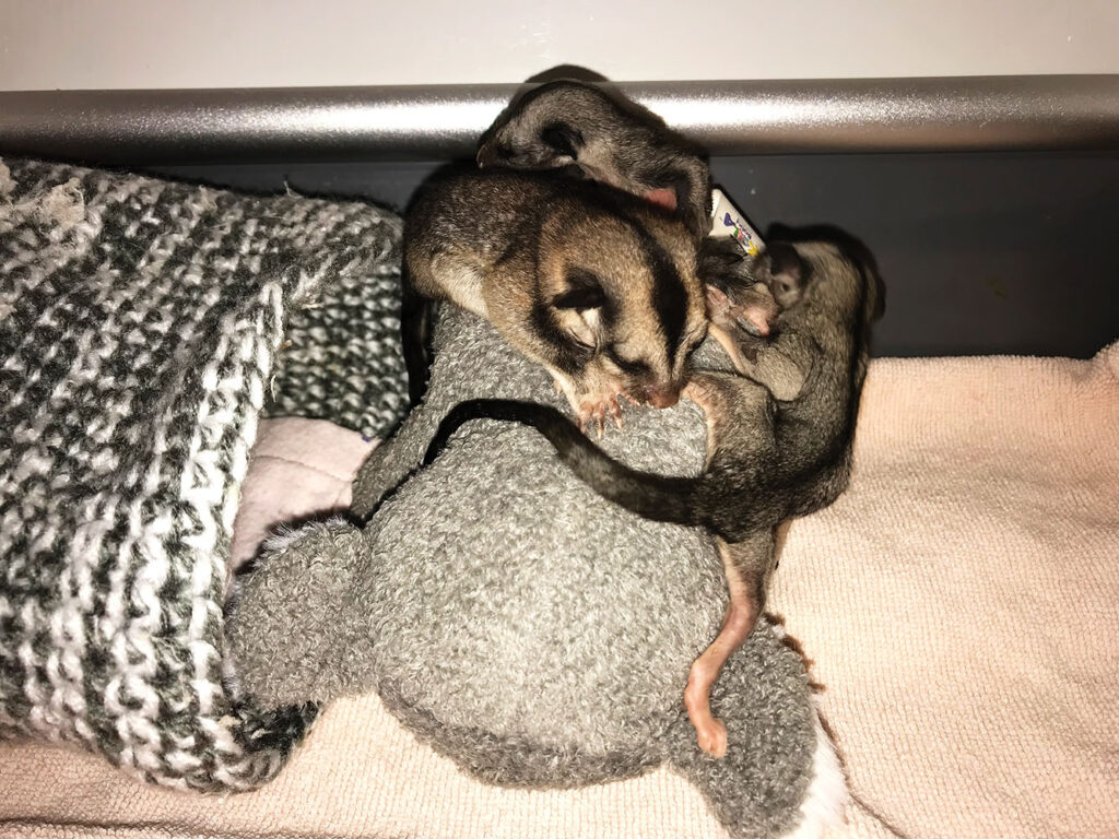 Sugar and Squirrel Gliders