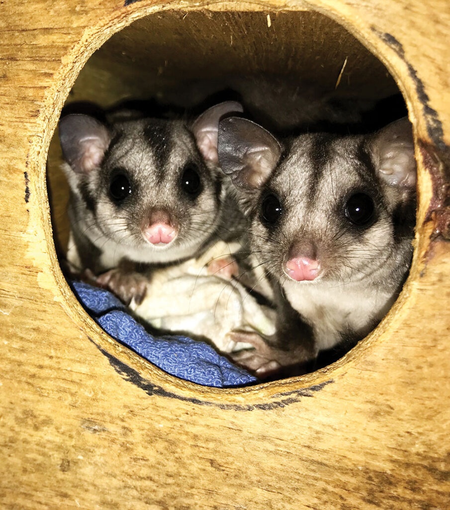 Sugar and Squirrel Gliders