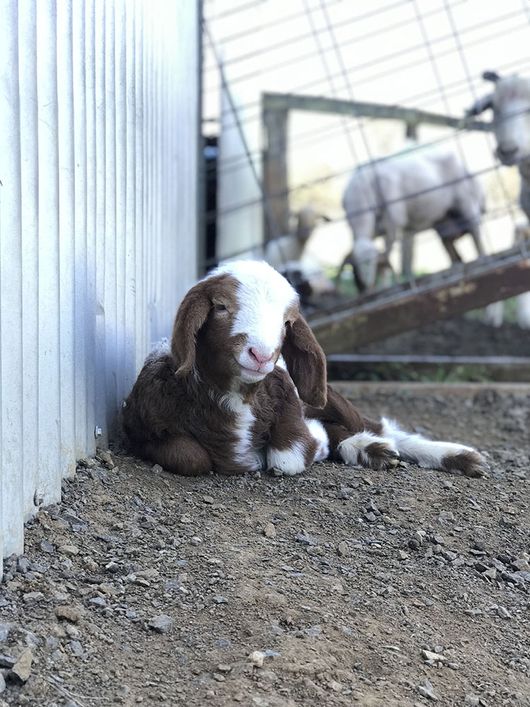 Towri Sheep Cheeses