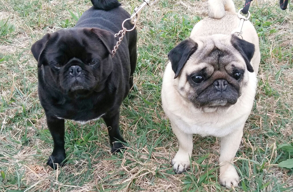 Tillie (black) and Ollie (cream)