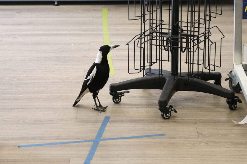 Magpie Visiting Pharmacy
