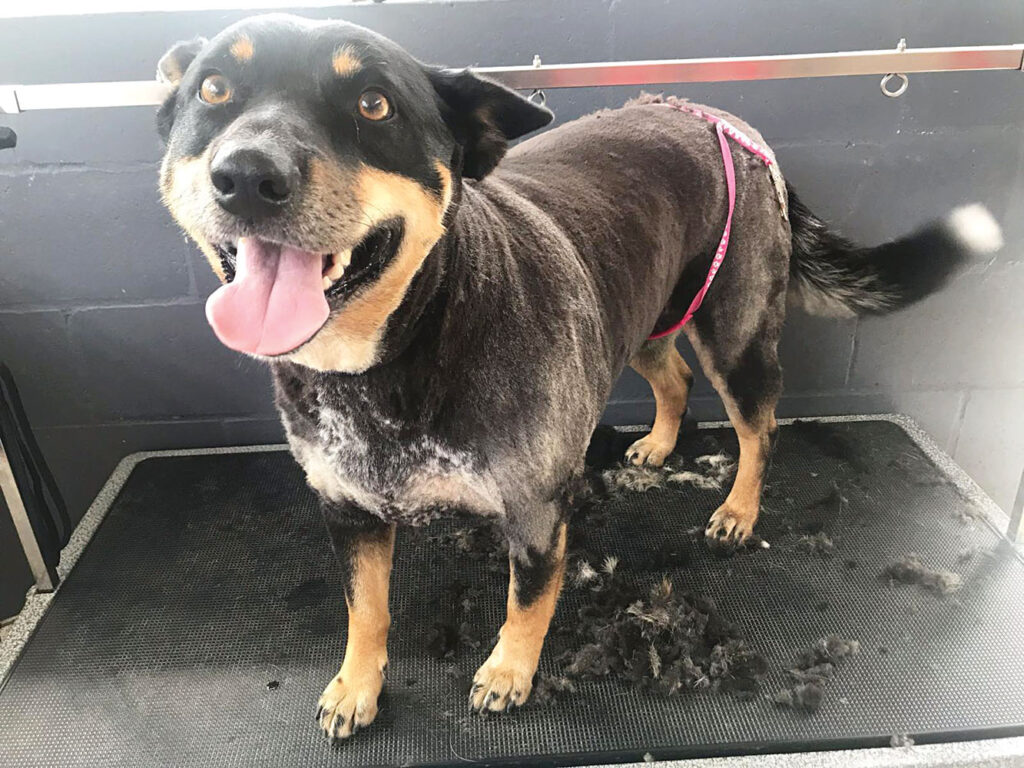 Tamborine Pet Farmstay - Grooming