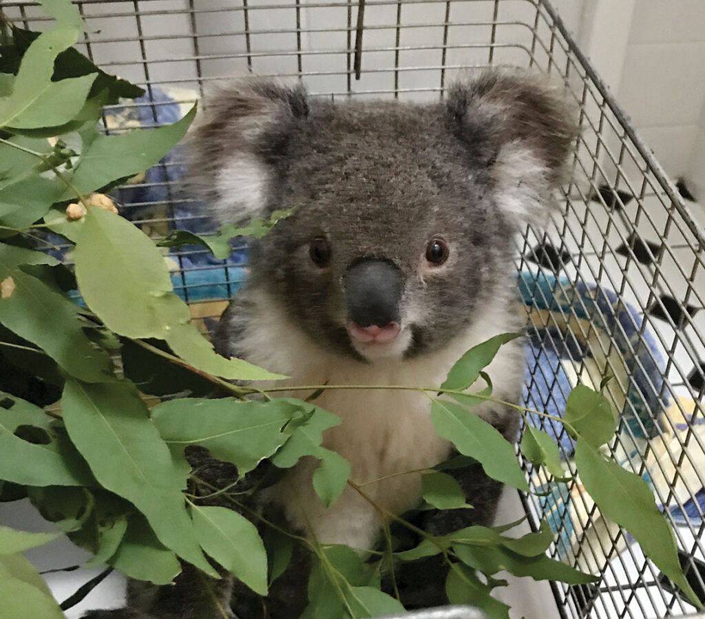 Rescued Koala