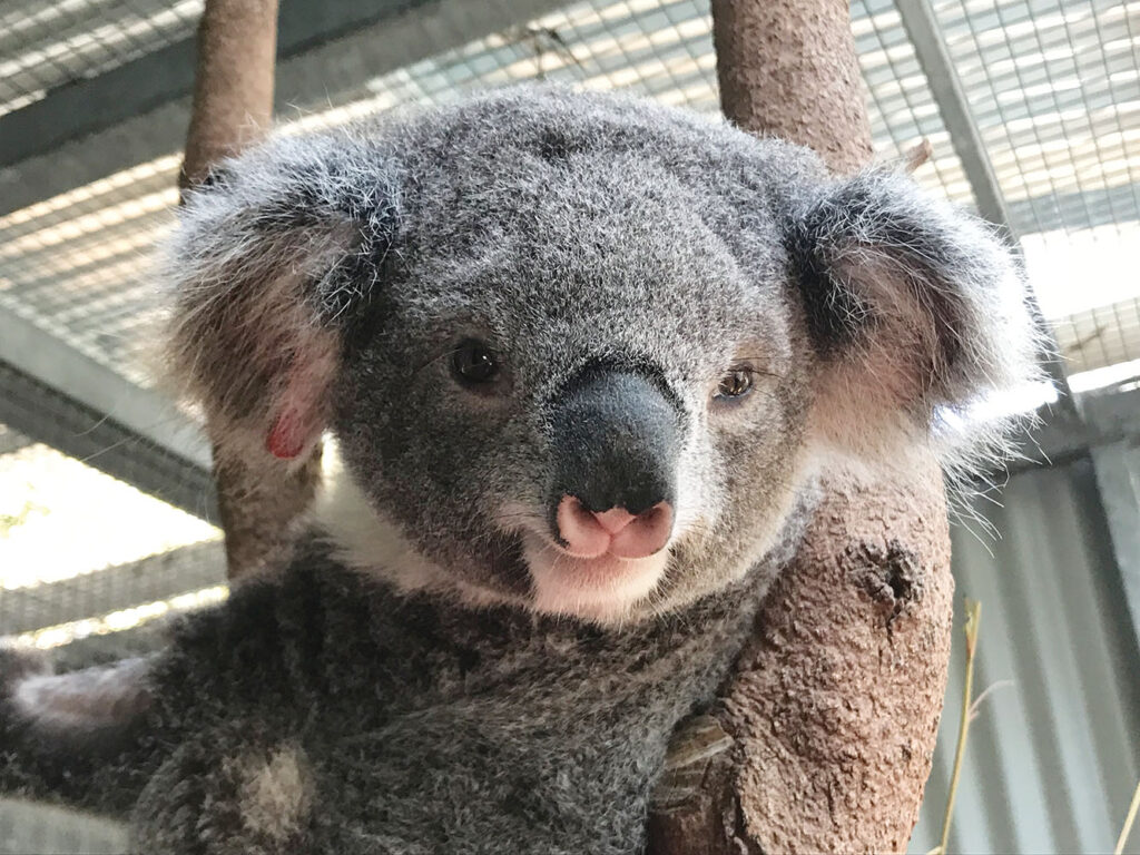 Rescued Koala