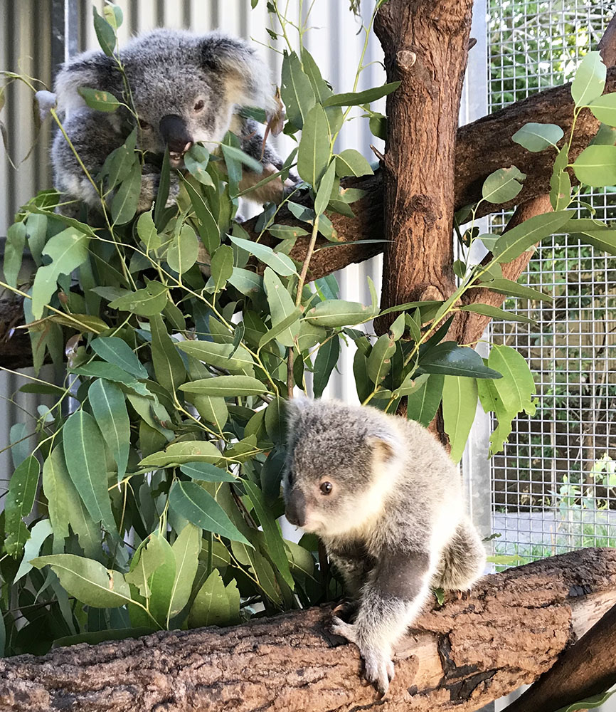 Rescued Koalas