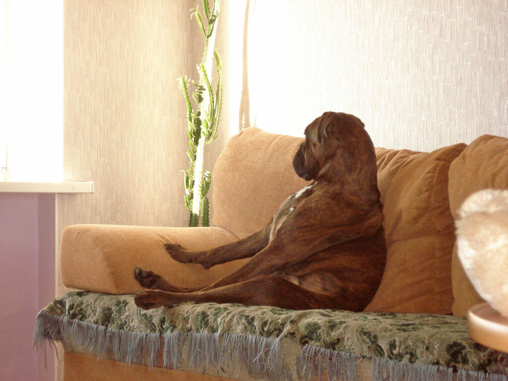 Dog waiting for his owner