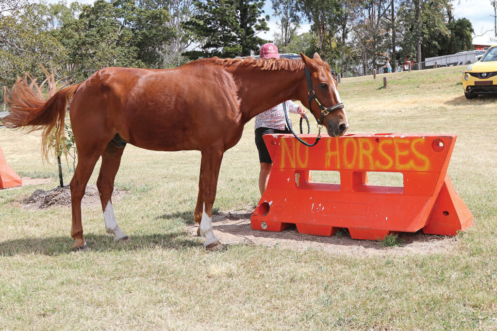 ‘Sunny’ reading the ‘No Horses’ sign!