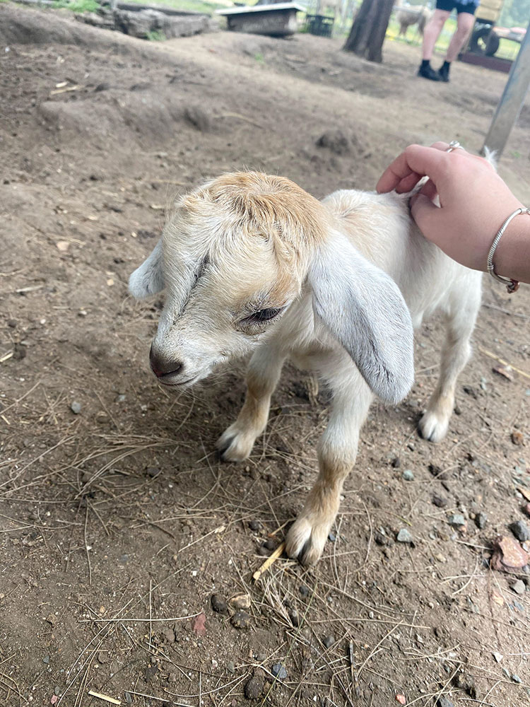 Baby Bernie The Goat