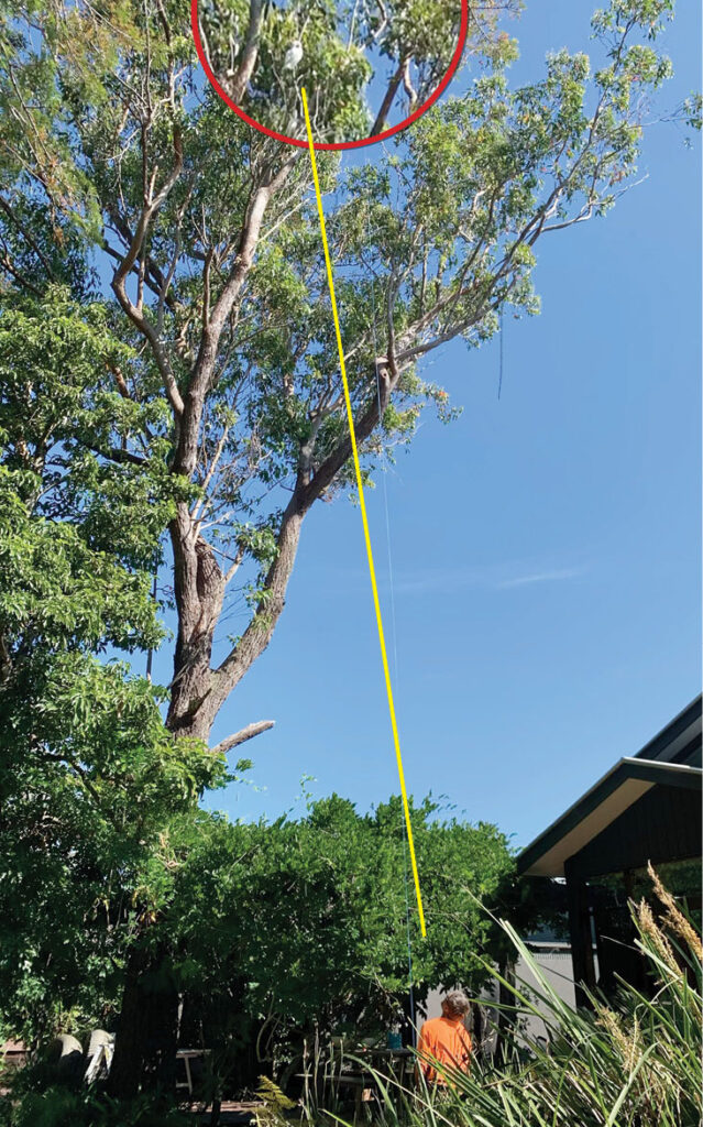 Locating the corella caught in the tree