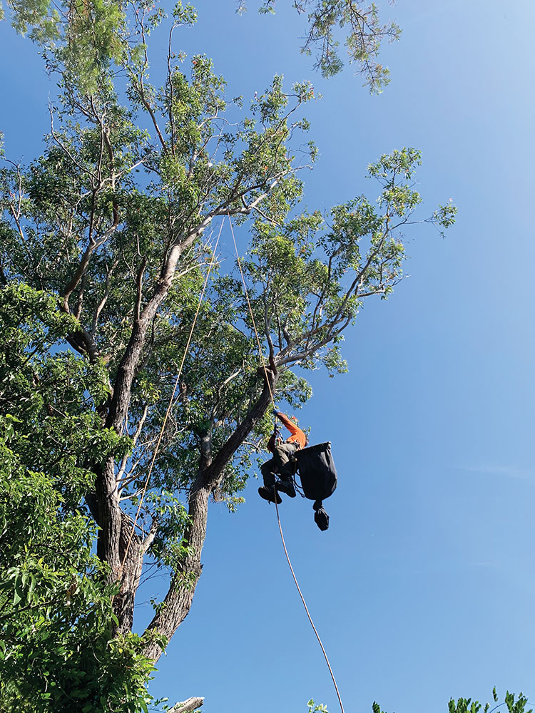 Trav The Tree Climber climbing up to rescue corella