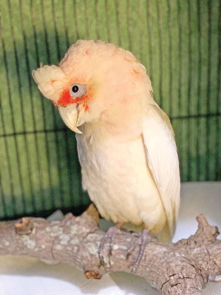 Rescued corella in care