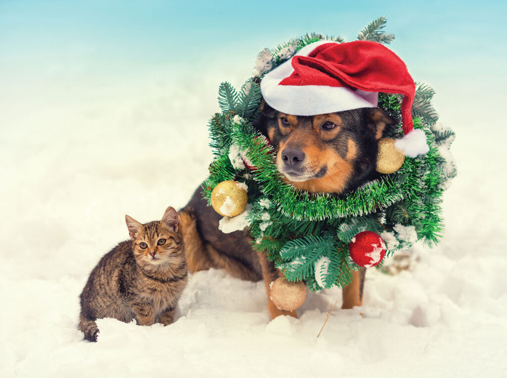 Dog & Kitten Christmas Gifts
