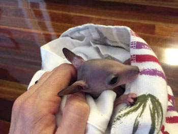 Rescued Baby Pademelon