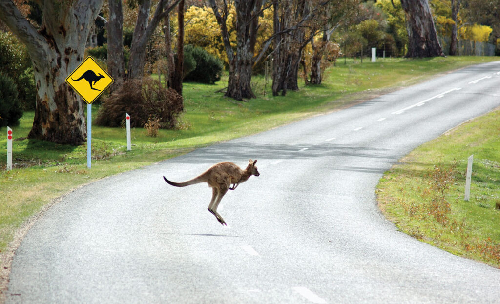 Watch For Wildlife On Our Roads During Winter