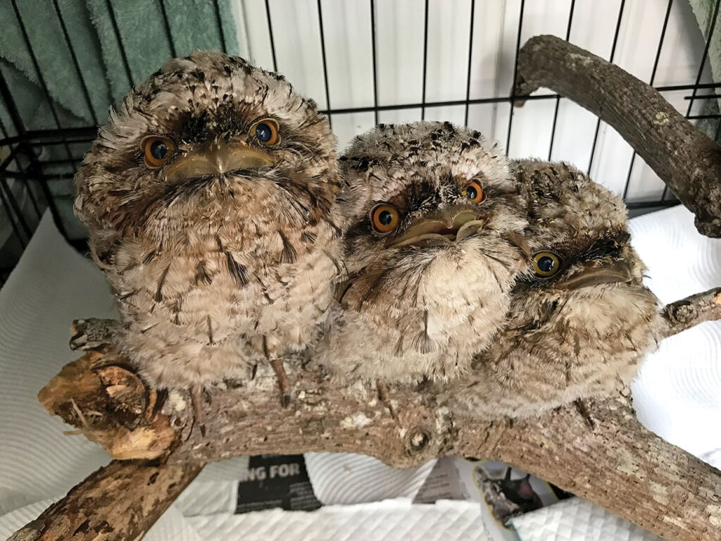 Orphaned Baby Tawny Frogmouths