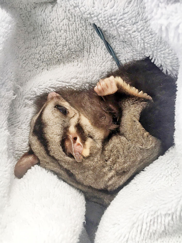 Badly injured Glider 