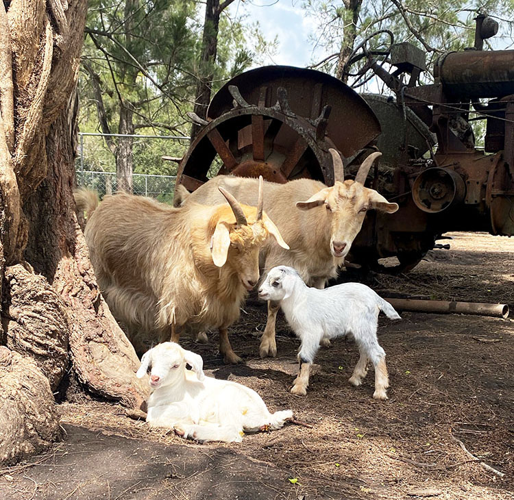 two sets of adorable twin baby goats