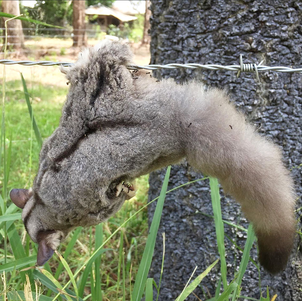 Entangled Glider 