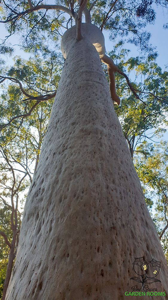 Spotted Gum