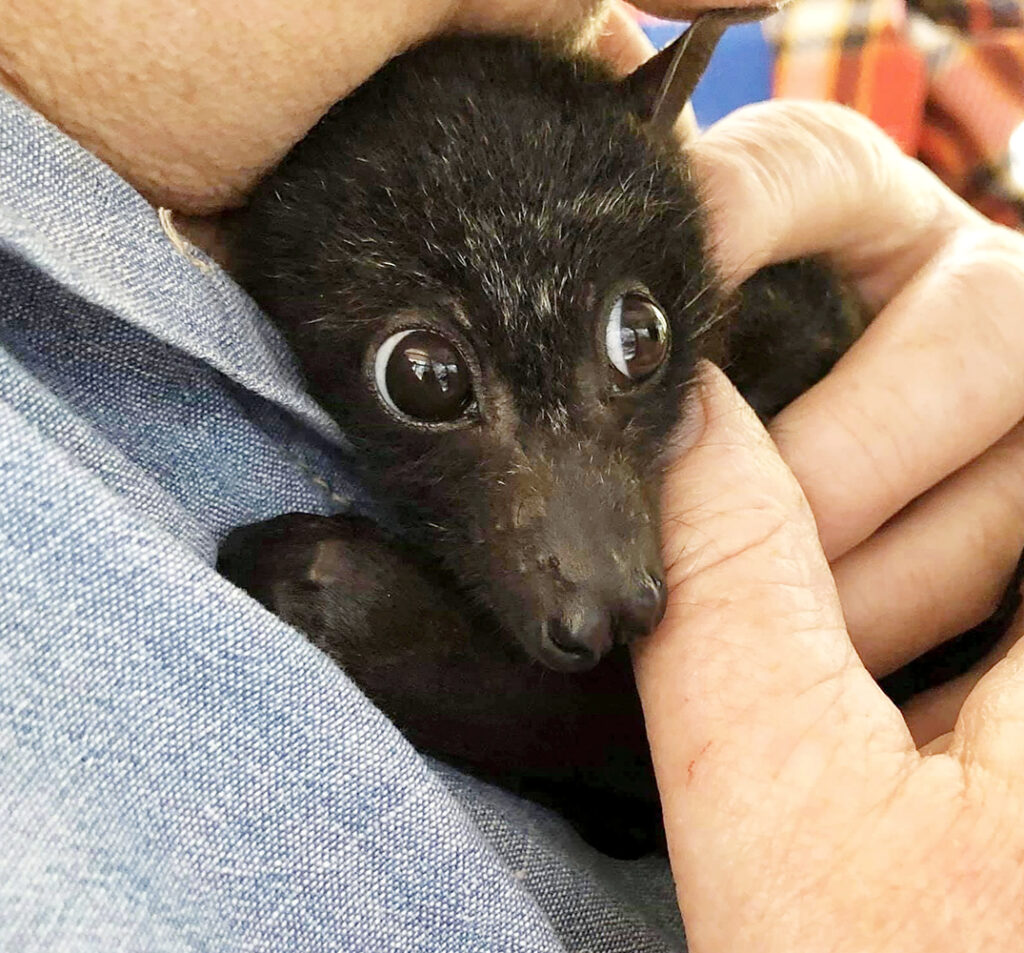 Rescued flying fox 