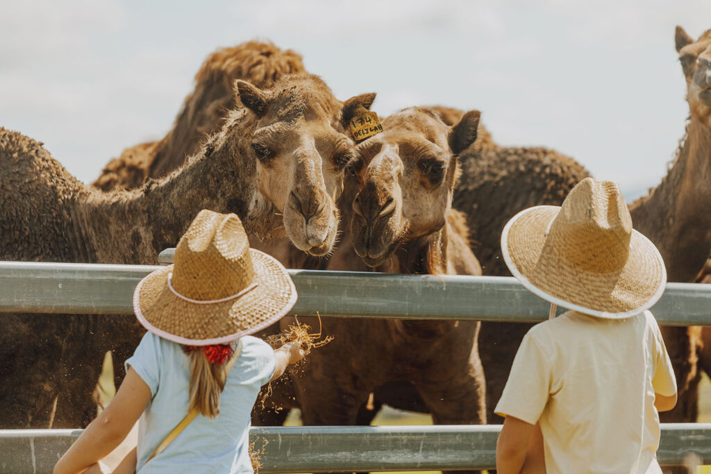 Visiting Summer Land Camels 