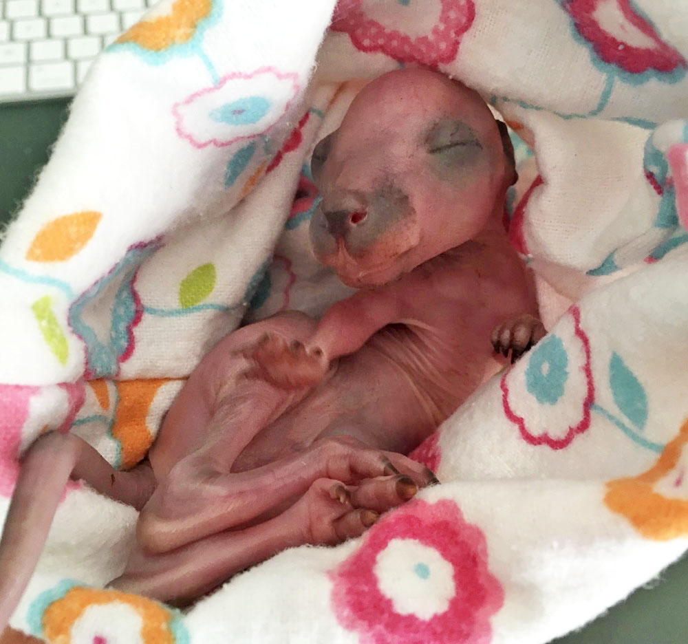 An unfurred wallaby joey