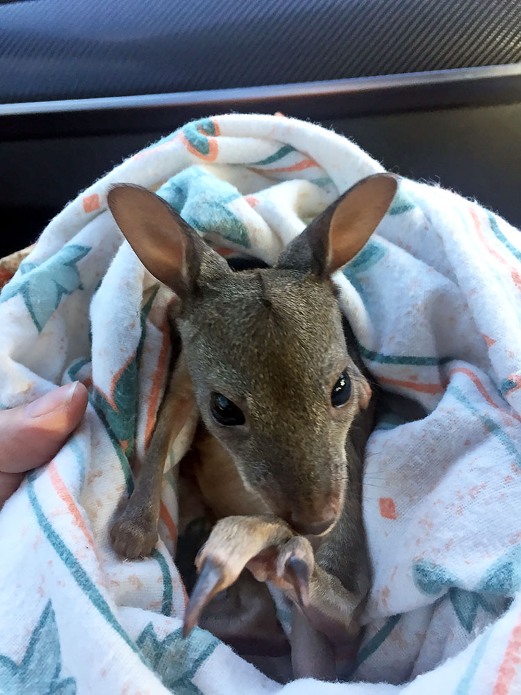 A little Pademelon