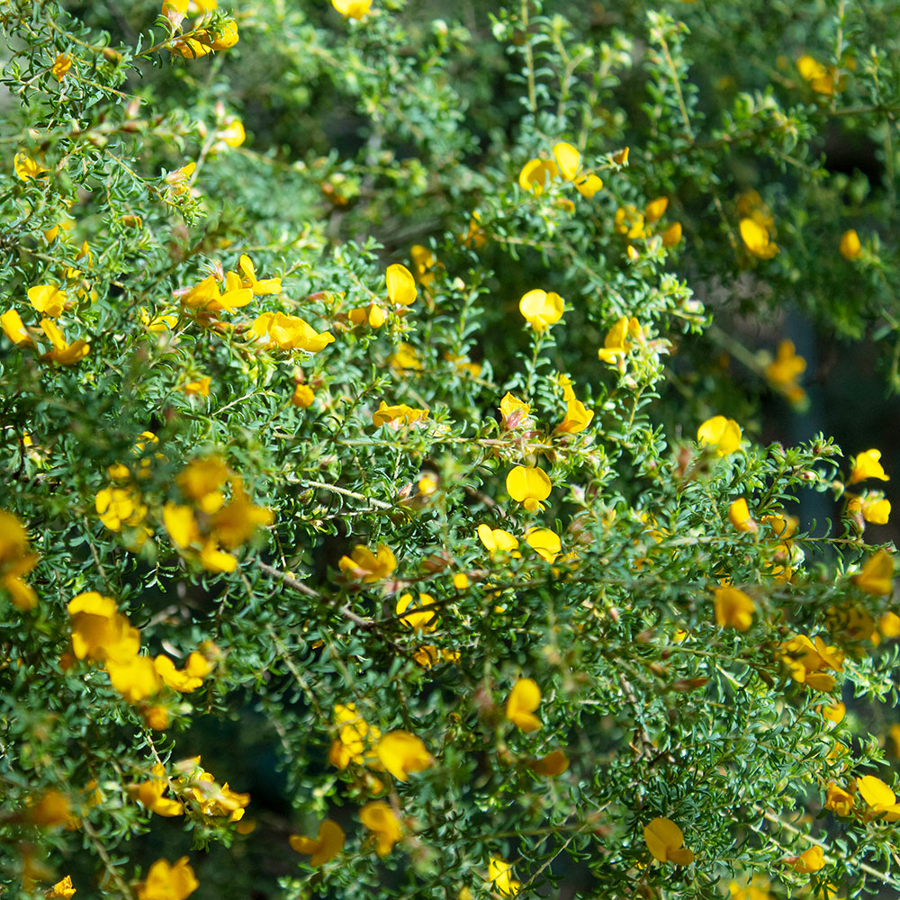 Hairy Bush Pea (Pultenaea villosa)