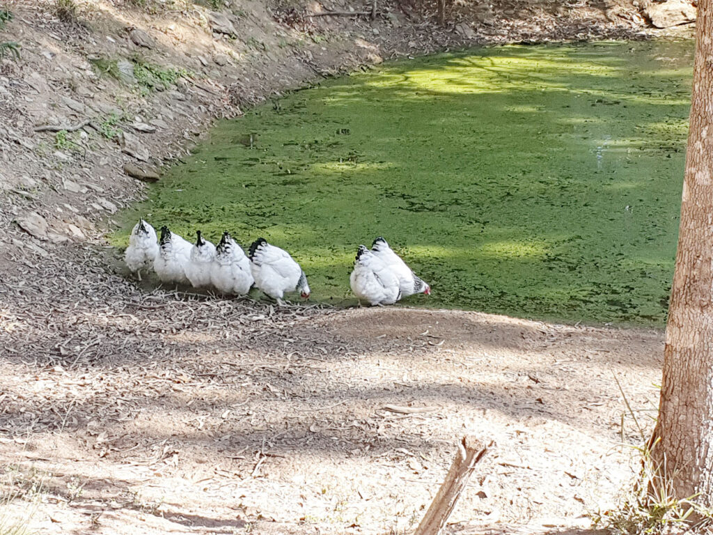 Columbian Wyndotes