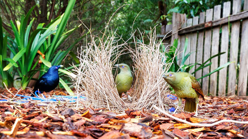 Male Bowerbird attracting, with blue objects, two female Bowerbirds to his bower (Photo by Doug (Rileyfive))