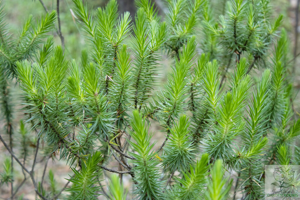 Prickly Urn Heath