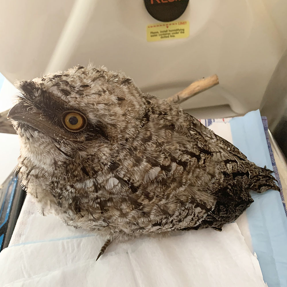 Tawny Frogmouth Fledgling (Photo by Sherryn Fraser)