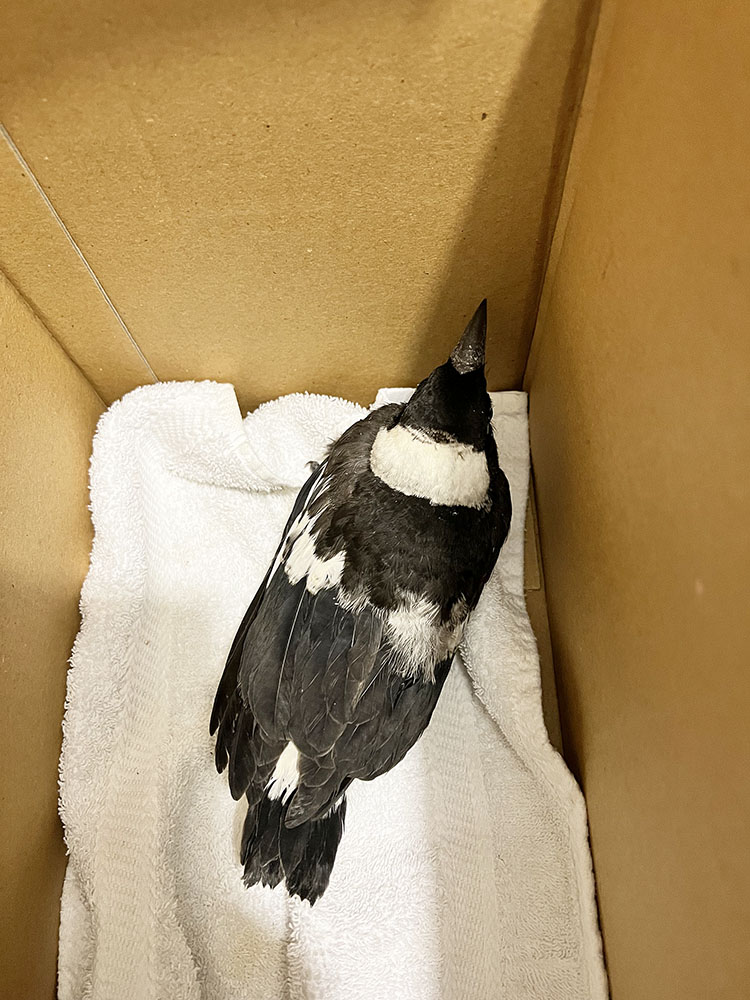 Magpie Fledgling (Photo by Sherryn Fraser)