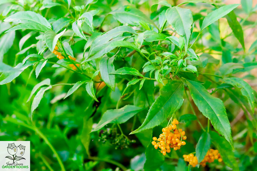 Native Elderberry