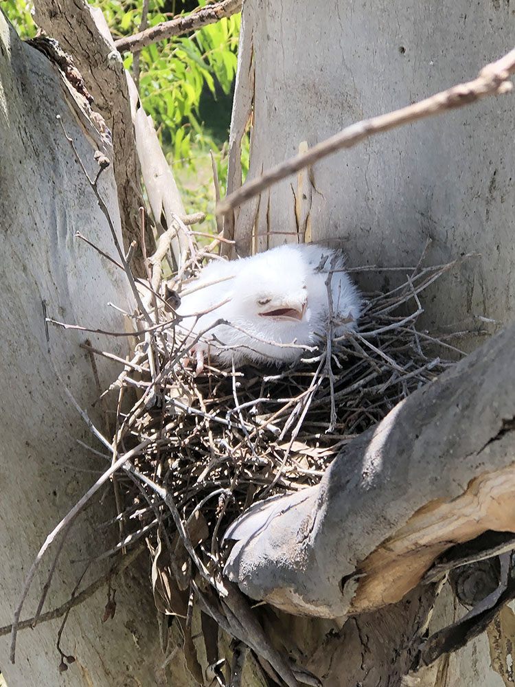 Baby Tawny Frogmouth in nest of a few twigs
