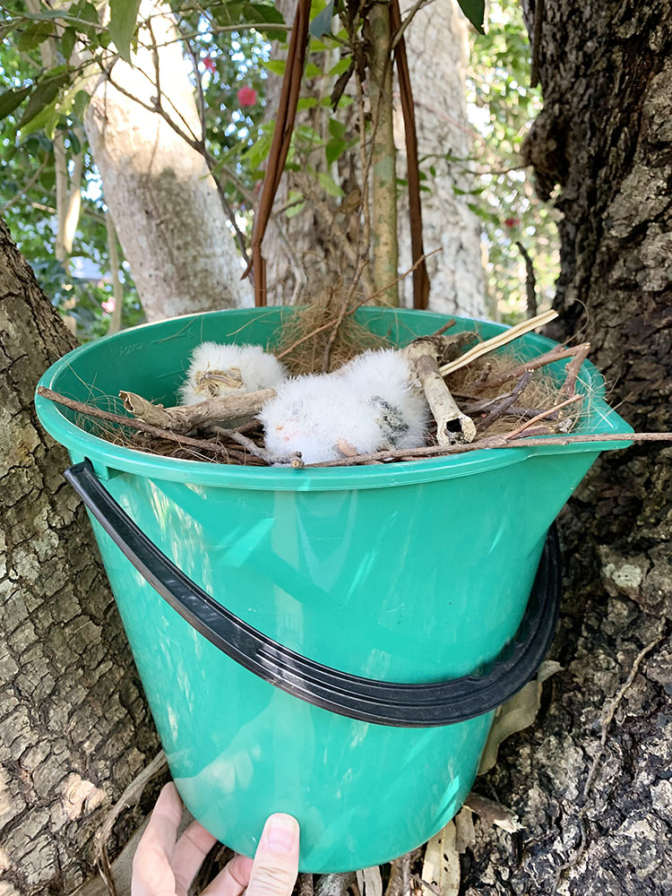 Baby Tawny Frogmouth  in makeshift bucket nest