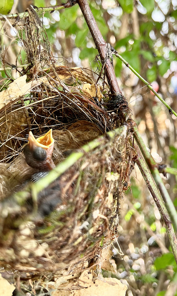 Lewins Honeyeater nest and baby