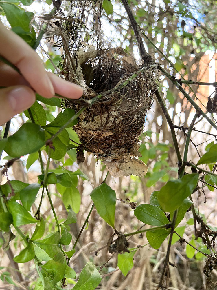 Lewins Honeyeater nest