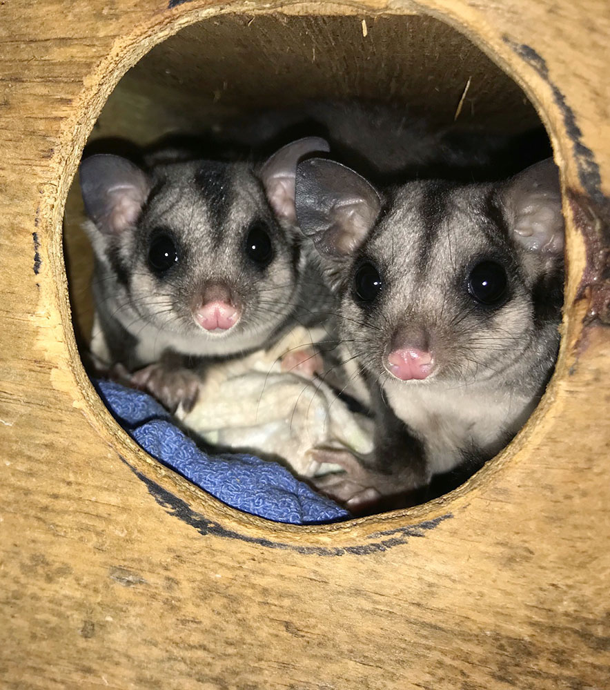 Possums In Your Roof?