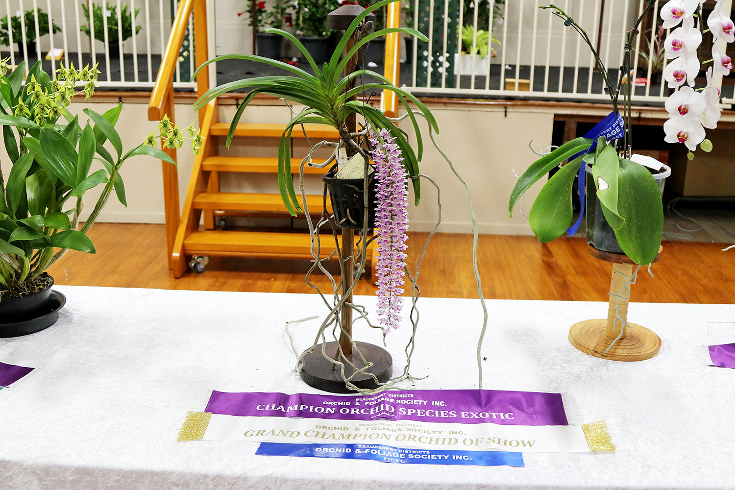 Outstanding Specimens Beaudesert Society Orchid & Foliage Show