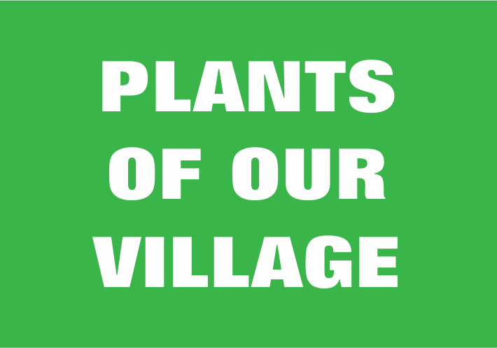 Plants Of Our Village Column