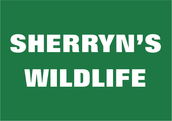 Sherryn's Wildlife Column