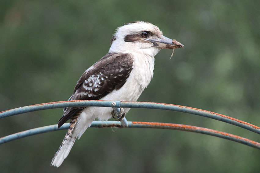 Town Cryer Media Kookaburra